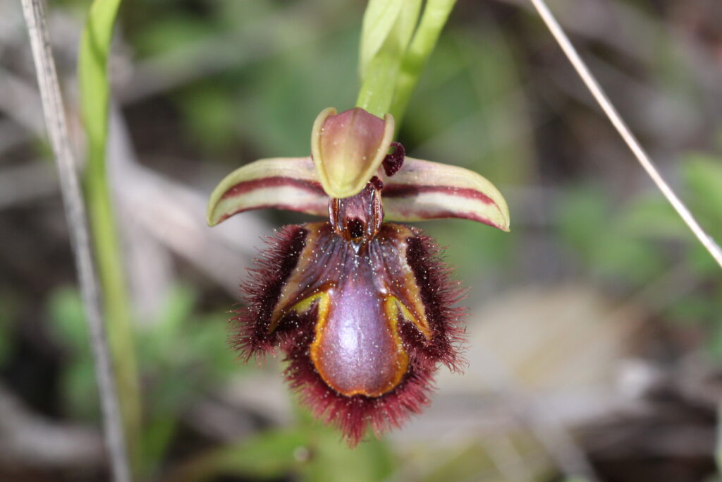 Ophrys miroir